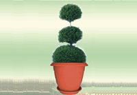 pots de fleurs